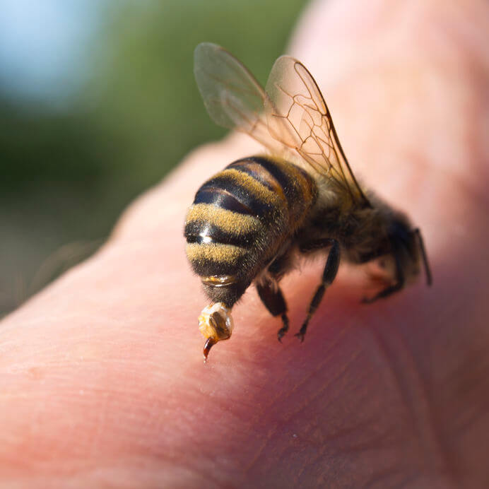 Scientists Find Cure of Cancer in Honeybee Venom
