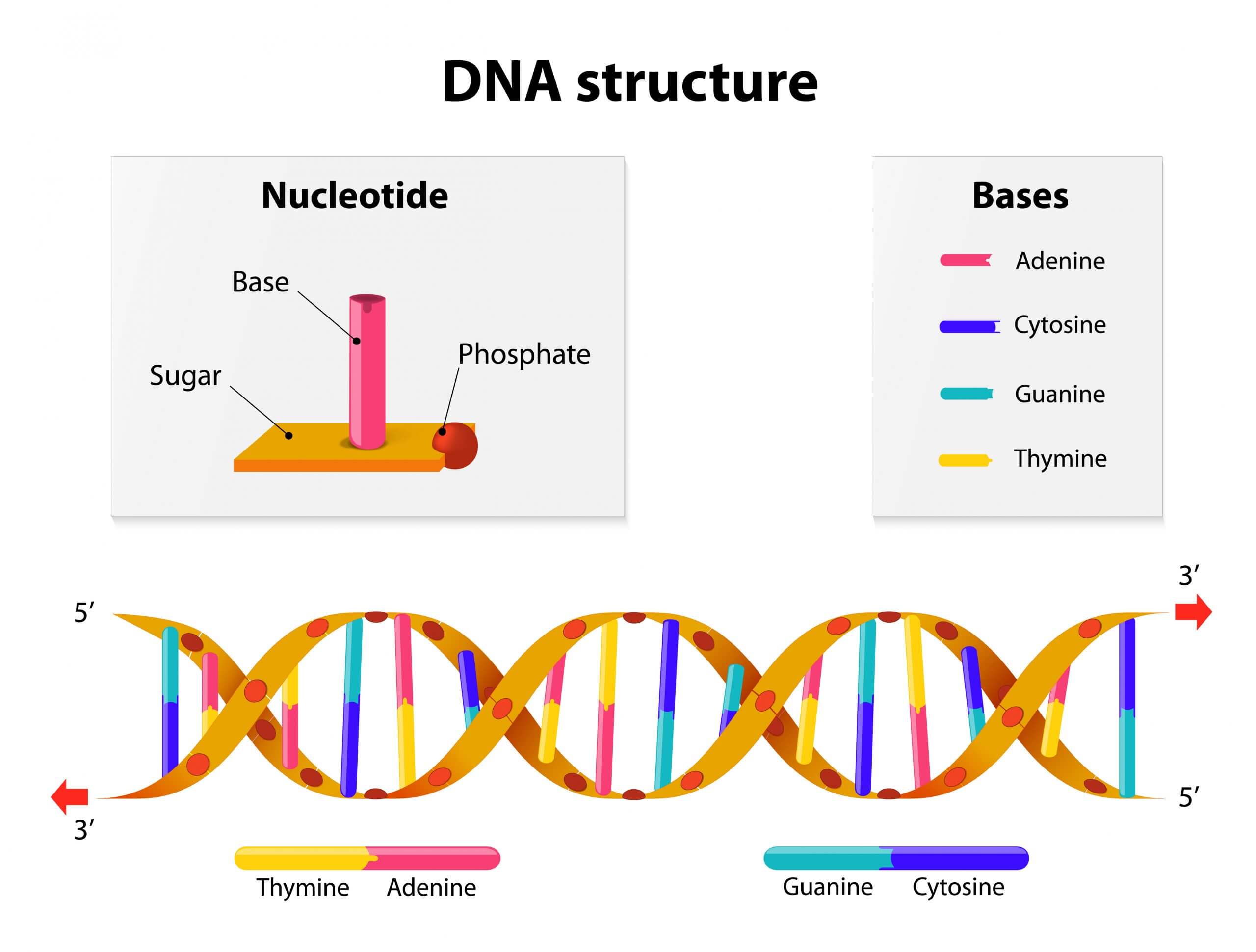 April 25, 1953: Celebrating the National DNA Day - Discovery of the Double Helix Structure