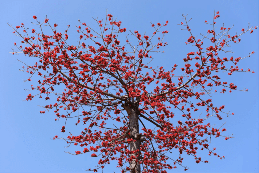 Bombax ceiba L., the red silk cotton or kapok tree, is the city flower of Kaohsiung and Guangzhou.