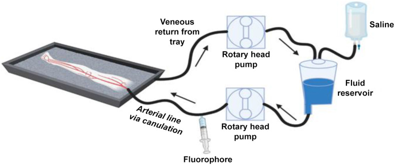 Schematic layout for perfusion of the amputated human limb model.16