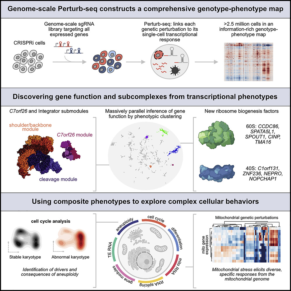 Mapping information-rich genotype-phenotype landscapes with genome-scale Perturb-seq