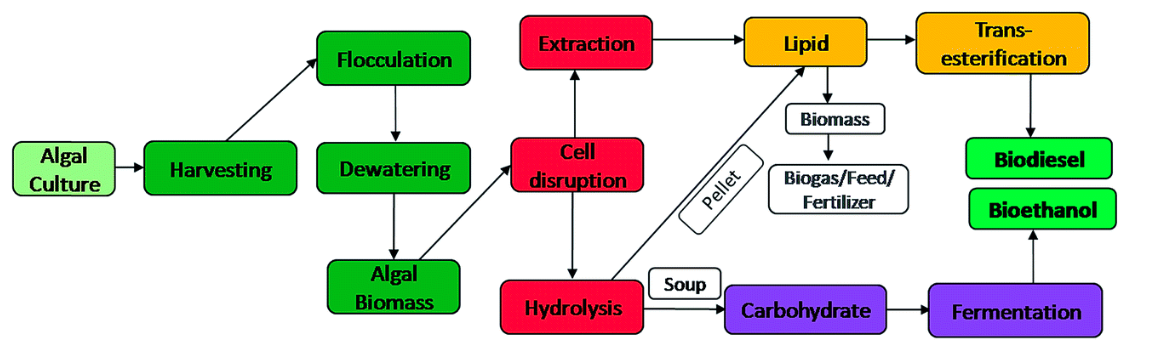 Downstream processing of microalgal feedstock for lipid and carbohydrate in a biorefinery concept: a holistic approach for biofuel applications - RSC Advances (RSC Publishing)