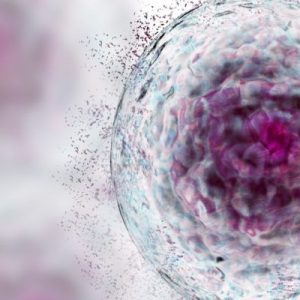 stem cell